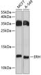 ERH MRNA Splicing And Mitosis Factor antibody, A05129, Boster Biological Technology, Western Blot image 
