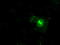 Fc Fragment Of IgG Receptor IIa antibody, TA500646, Origene, Immunofluorescence image 