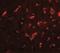 Dorsal Root Ganglia Homeobox antibody, NBP2-41138, Novus Biologicals, Immunocytochemistry image 