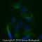 LDL Receptor Related Protein 2 antibody, NB110-96417, Novus Biologicals, Immunocytochemistry image 