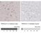 PRICKLE1 antibody, NBP1-83967, Novus Biologicals, Immunohistochemistry paraffin image 
