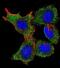 REL Proto-Oncogene, NF-KB Subunit antibody, abx025303, Abbexa, Immunocytochemistry image 