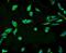 DCC-interacting protein 13-alpha antibody, A02381, Boster Biological Technology, Immunofluorescence image 