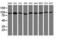 Phosphoinositide-3-Kinase Regulatory Subunit 5 antibody, LS-C174530, Lifespan Biosciences, Western Blot image 
