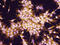 Protocadherin-1 antibody, AF5899, R&D Systems, Immunofluorescence image 