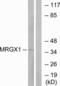 MAS Related GPR Family Member X1 antibody, LS-C120746, Lifespan Biosciences, Western Blot image 