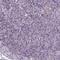 Membrane protein MLC1 antibody, HPA067533, Atlas Antibodies, Immunohistochemistry frozen image 