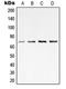 p65 antibody, LS-C352800, Lifespan Biosciences, Western Blot image 