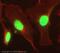 Histone Deacetylase 1 antibody, ab19845, Abcam, Immunodiffusion image 