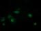 Mitochondrial Ribosomal Protein S34 antibody, LS-C174233, Lifespan Biosciences, Immunofluorescence image 