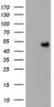 CD4 antibody, TA800528, Origene, Western Blot image 