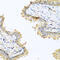 Defensin Beta 121 antibody, 14-250, ProSci, Immunohistochemistry frozen image 