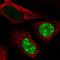 Cancer/Testis Antigen Family 45 Member A1 antibody, HPA044735, Atlas Antibodies, Immunofluorescence image 