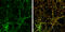 PTPRF Interacting Protein Alpha 1 antibody, GTX115098, GeneTex, Immunofluorescence image 
