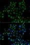 Fatty Acid Binding Protein 2 antibody, 16-492, ProSci, Immunofluorescence image 