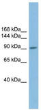 Piwi Like RNA-Mediated Gene Silencing 2 antibody, TA344930, Origene, Western Blot image 