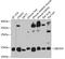 Ubiquitin Conjugating Enzyme E2 D4 (Putative) antibody, GTX32943, GeneTex, Western Blot image 