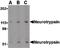 Serine Protease 12 antibody, orb86739, Biorbyt, Western Blot image 