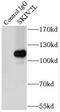 HLP antibody, FNab07895, FineTest, Immunoprecipitation image 