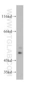 Olfactomedin 2 antibody, 11997-1-AP, Proteintech Group, Western Blot image 