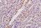 Ring Finger Protein 149 antibody, orb2719, Biorbyt, Immunohistochemistry paraffin image 