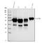 AHSG antibody, PB9568, Boster Biological Technology, Western Blot image 