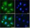 FOXP3 antibody, LS-C20158, Lifespan Biosciences, Immunofluorescence image 