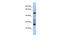 Testis Expressed 47 antibody, 27-039, ProSci, Western Blot image 