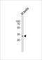 Mitochondrial import receptor subunit TOM34 antibody, PA5-49407, Invitrogen Antibodies, Western Blot image 