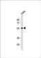 Solute Carrier Family 29 Member 1 (Augustine Blood Group) antibody, PA5-72425, Invitrogen Antibodies, Western Blot image 