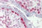 Cryptochrome Circadian Regulator 1 antibody, ARP59758_P050, Aviva Systems Biology, Immunohistochemistry frozen image 