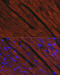 Myosin Heavy Chain 6 antibody, 14-727, ProSci, Immunofluorescence image 