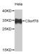 Chromosome 9 Open Reading Frame 78 antibody, MBS128889, MyBioSource, Western Blot image 