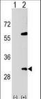SNF8 Subunit Of ESCRT-II antibody, LS-C159049, Lifespan Biosciences, Western Blot image 