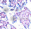 Jun Proto-Oncogene, AP-1 Transcription Factor Subunit antibody, AP0380, ABclonal Technology, Immunohistochemistry paraffin image 
