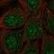 Syndapin 1 antibody, NBP2-33756, Novus Biologicals, Immunofluorescence image 
