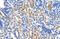 Aldh3 antibody, 29-975, ProSci, Enzyme Linked Immunosorbent Assay image 