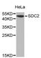 SDC2 antibody, MBS127133, MyBioSource, Western Blot image 