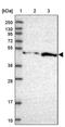 Probable fibrosin-1 long transcript protein antibody, PA5-60615, Invitrogen Antibodies, Western Blot image 