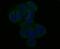Mitochondrial Calcium Uniporter antibody, NBP2-76948, Novus Biologicals, Immunofluorescence image 