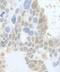 DLG Associated Protein 5 antibody, NB110-40573, Novus Biologicals, Immunohistochemistry frozen image 