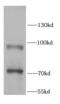 Microtubule Affinity Regulating Kinase 1 antibody, FNab05012, FineTest, Western Blot image 