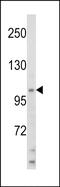 Helicase Like Transcription Factor antibody, PA5-72472, Invitrogen Antibodies, Western Blot image 