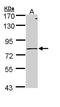 Polymeric immunoglobulin receptor antibody, TA308152, Origene, Western Blot image 