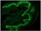 Keratin 14 antibody, BM5048P, Origene, Immunohistochemistry frozen image 