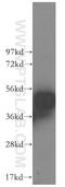 DNA-directed RNA polymerase I subunit RPA49 antibody, 16145-1-AP, Proteintech Group, Western Blot image 
