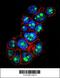 Pygopus homolog 1 antibody, 56-267, ProSci, Immunofluorescence image 