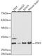 Cyclin Dependent Kinase 5 antibody, STJ28297, St John