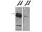 Pogo Transposable Element Derived With ZNF Domain antibody, TA319377, Origene, Western Blot image 