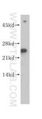 SEC22 Homolog B, Vesicle Trafficking Protein (Gene/Pseudogene) antibody, 14776-1-AP, Proteintech Group, Western Blot image 